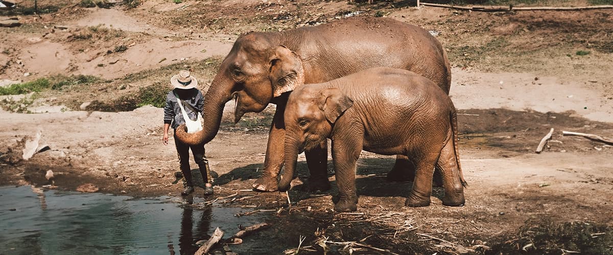 Thailand Elephants